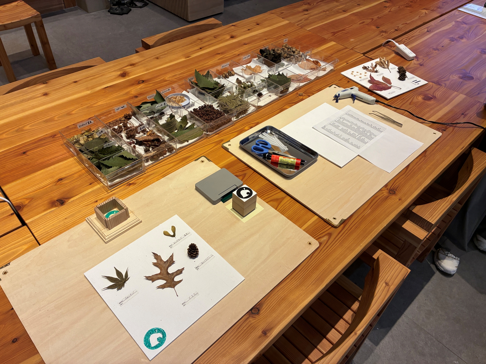 DIY体験。こちらは標本づくり