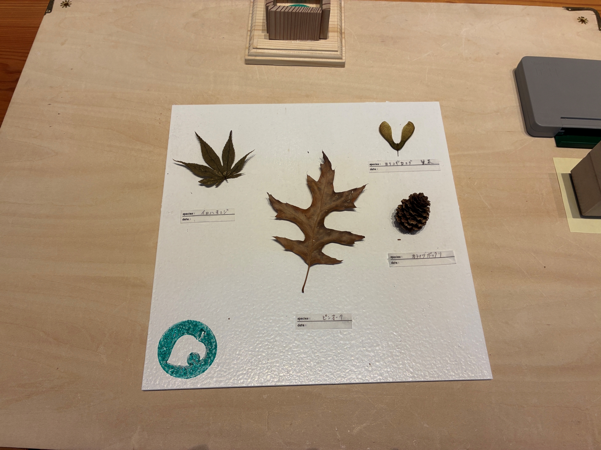 DIY体験。こちらは標本づくり