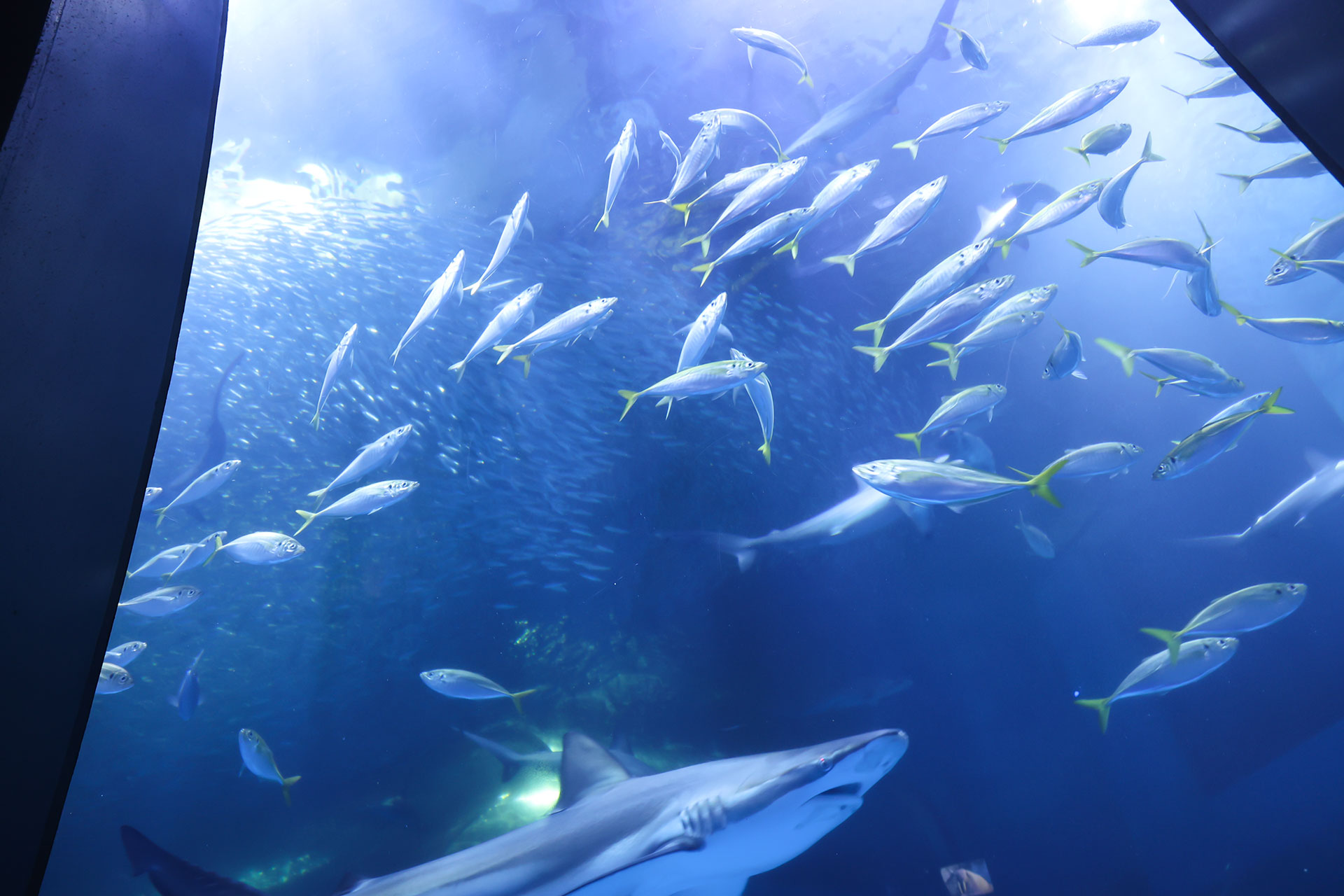 通常は、このように魚たちが泳ぐ姿が見られる