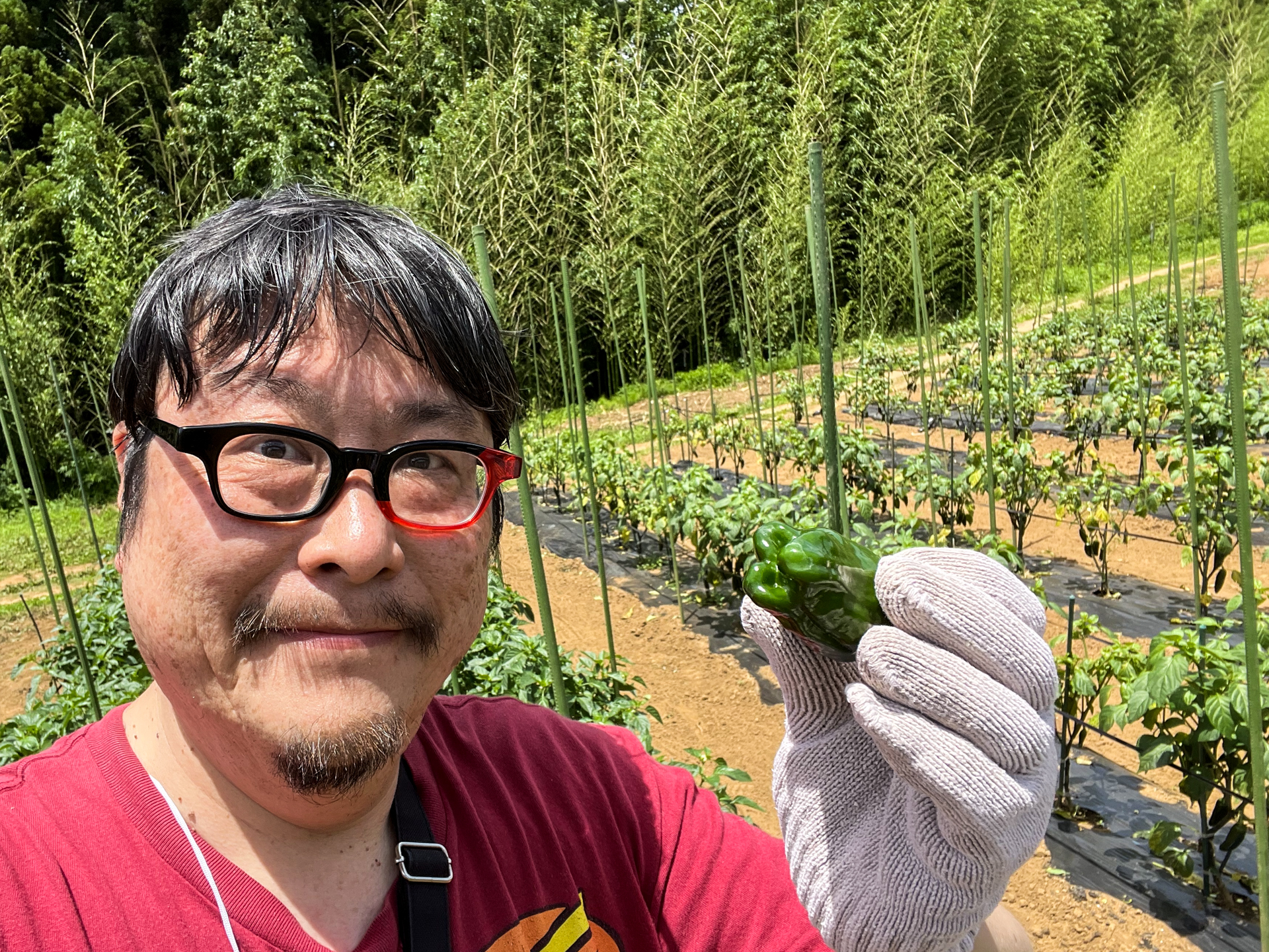 野菜収穫体験でピーマンをゲット