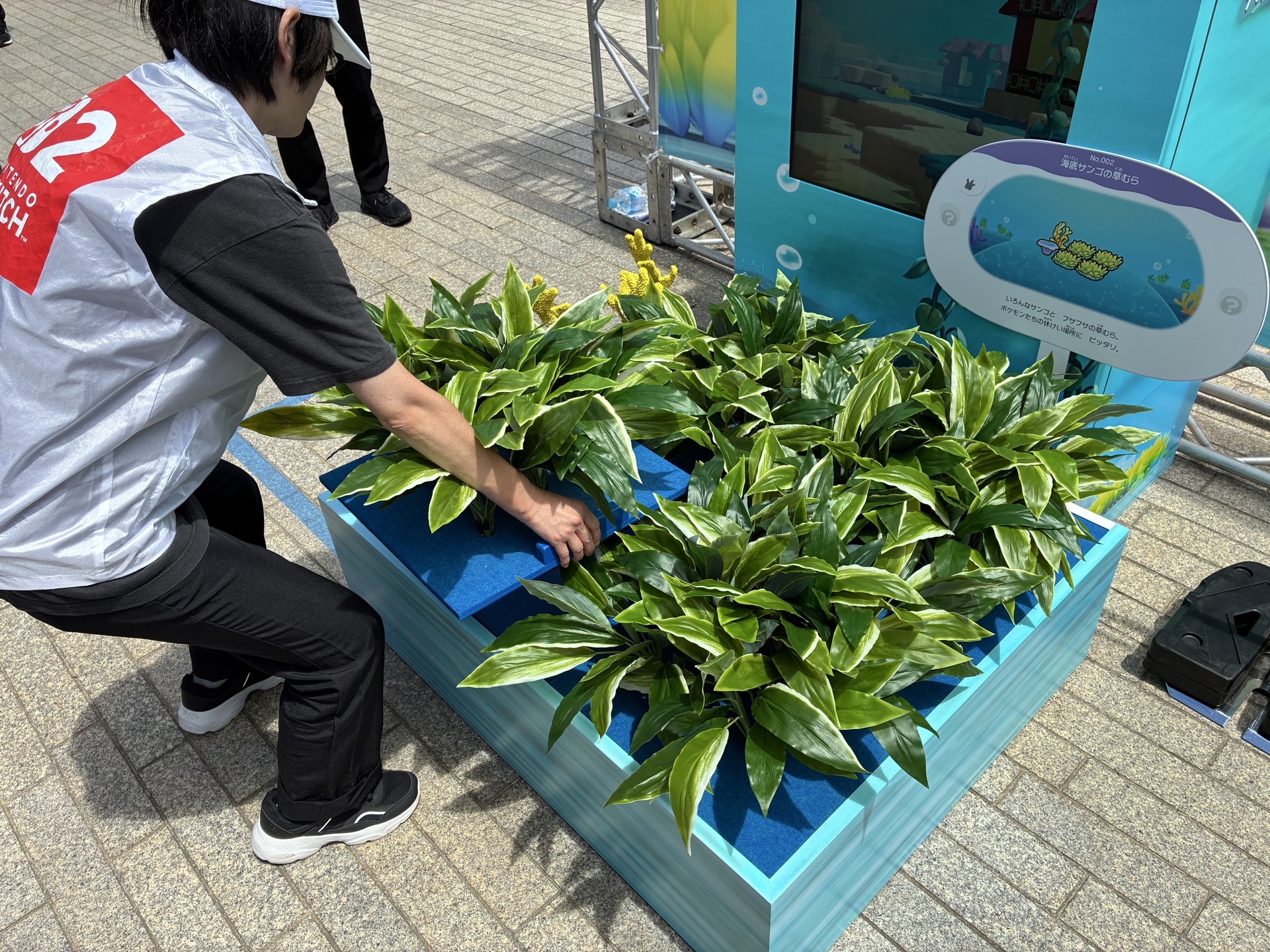 草を置くと、モニターからサニーゴが登場した