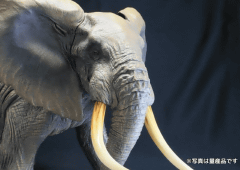 海洋堂、「メガソフビアドバンス アフリカゾウ」を発売 - GAME Watch