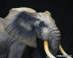 海洋堂、「メガソフビアドバンス アフリカゾウ」を発売 - GAME Watch