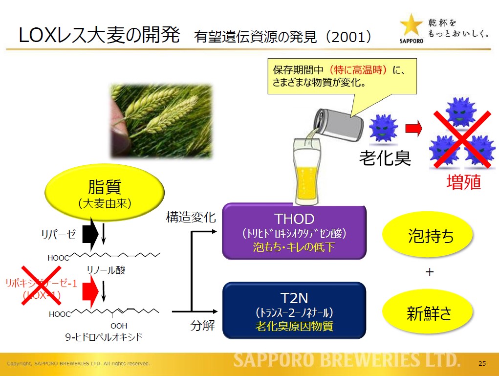 LOXレス大麦の開発・実用化