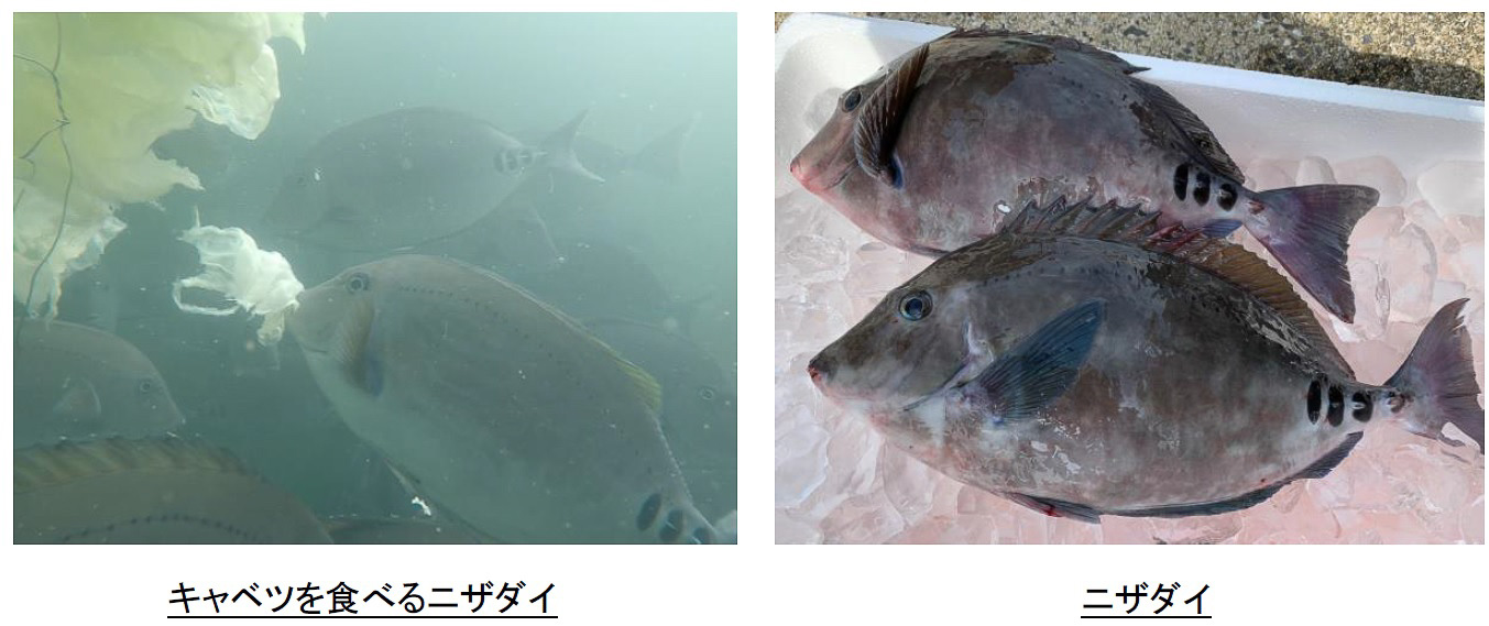 ニザダイのキャベツ養殖