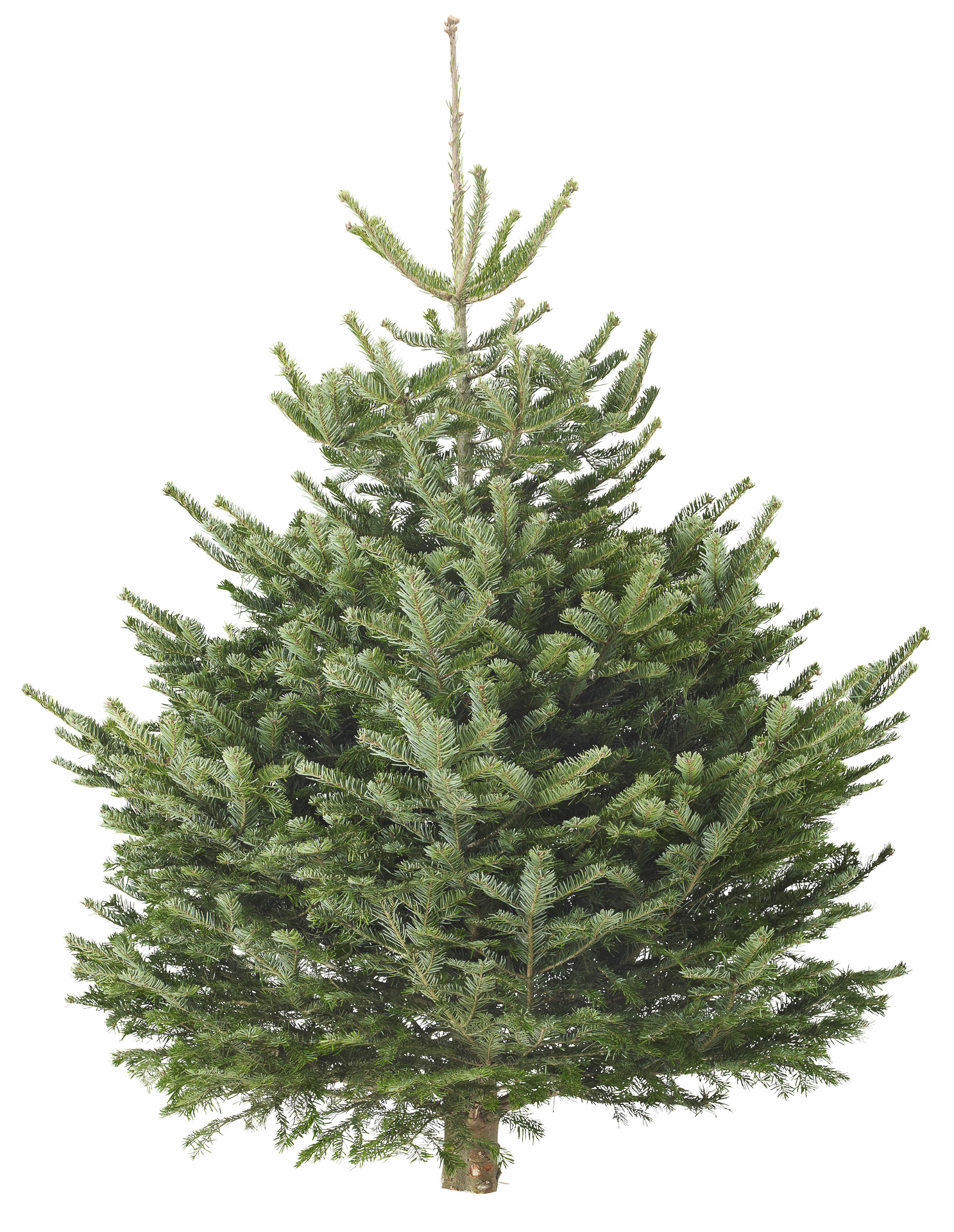 モミの木「ABIES（アビエス）」（4999円/IKEA Family価格2999円）