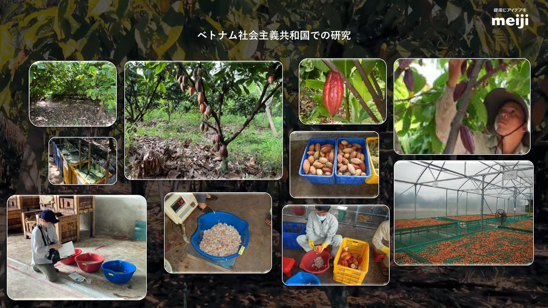 ベトナムのカカオ農家の協力のもと「カカオフラバノールエキス」を開発