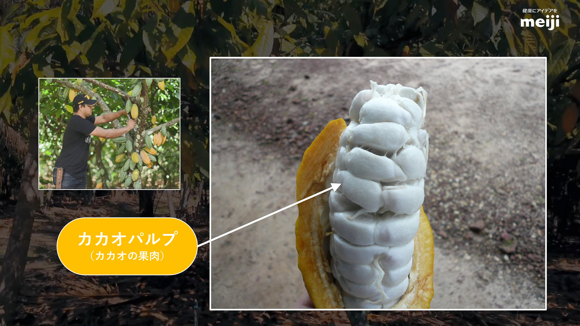 カカオ果汁は「カカオパルプ」を絞ることで取り出せる