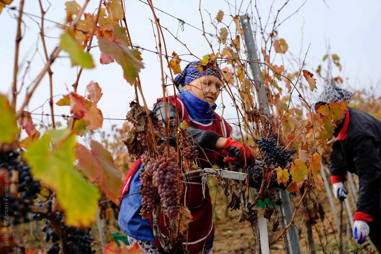 ウクライナのミコライウ州にあるベイクシュワイナリー（BEYKUSH WINERY）