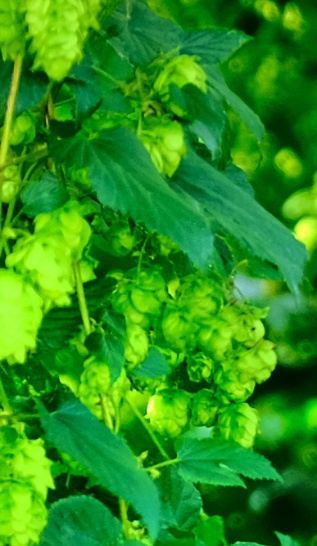 東北産希少ホップ「IBUKI」