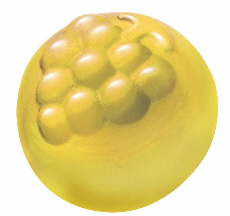 厚みのある大粒サイズ