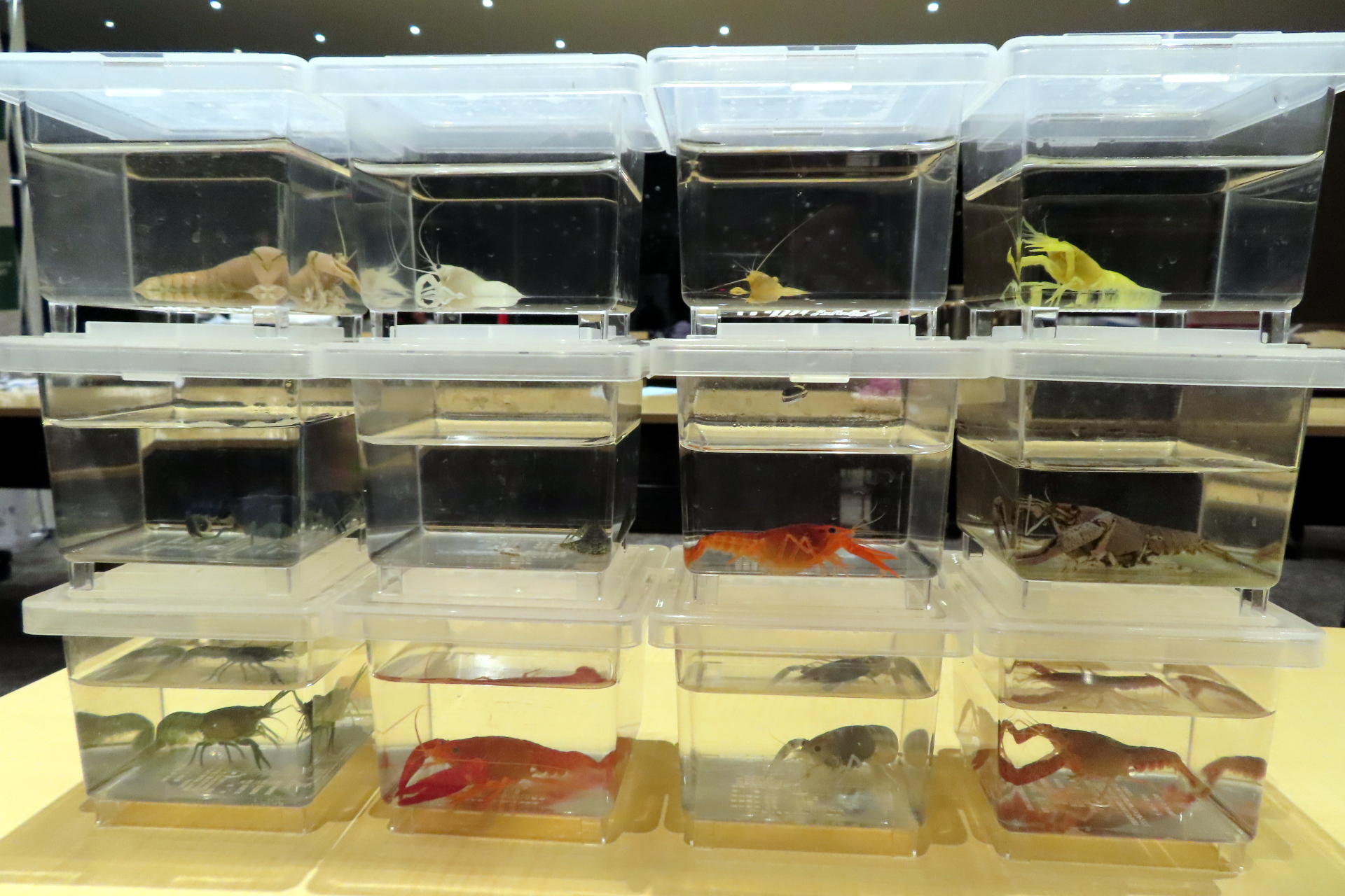 食べさせる餌によって色が異なることから学校教材としての一面も