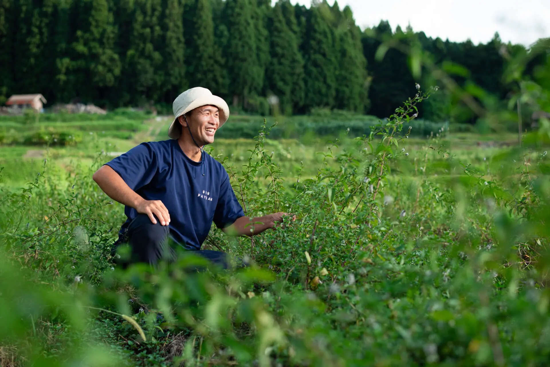 イエルバブナを栽培している石川県のハーブ園