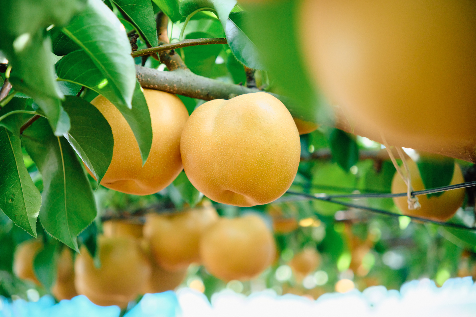 木の上で完熟させてから収穫される浜なし