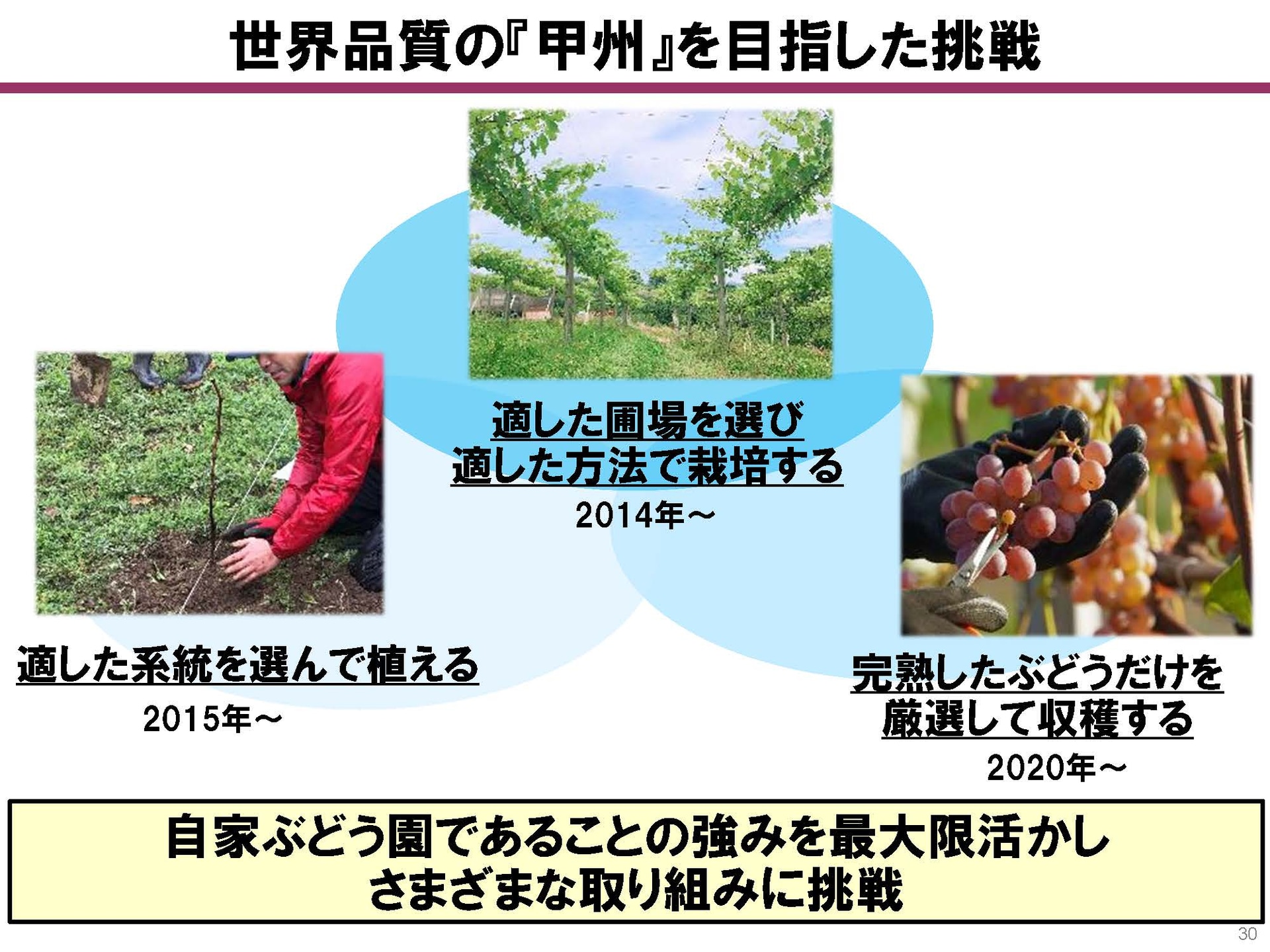 系統・圃場・果実を厳選して製造