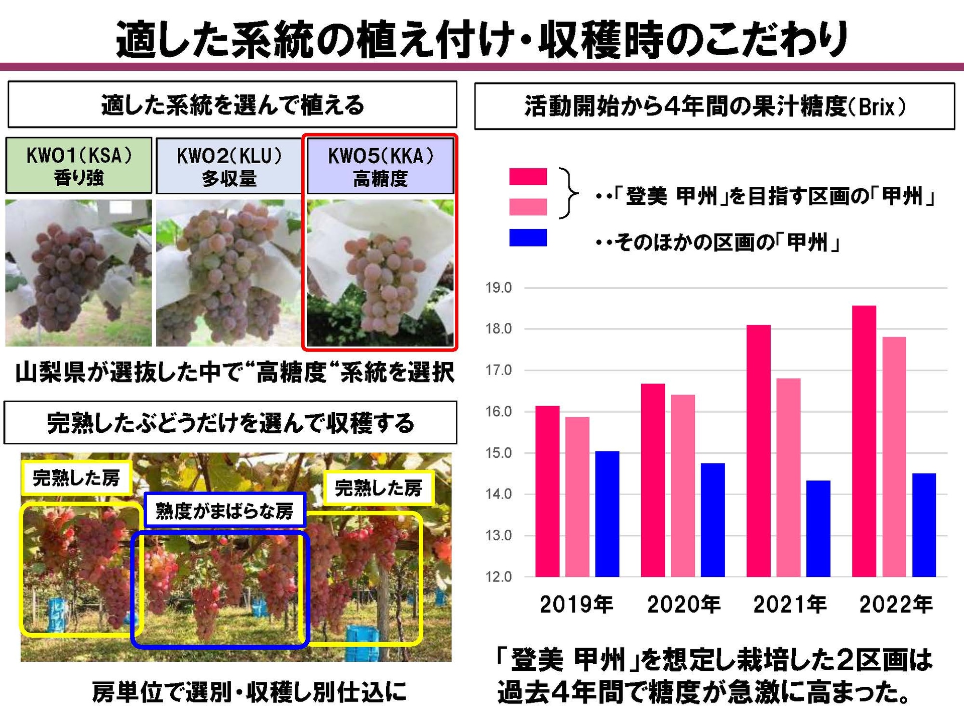 系統を厳選した結果過去4年で果汁糖度が大きく高まった