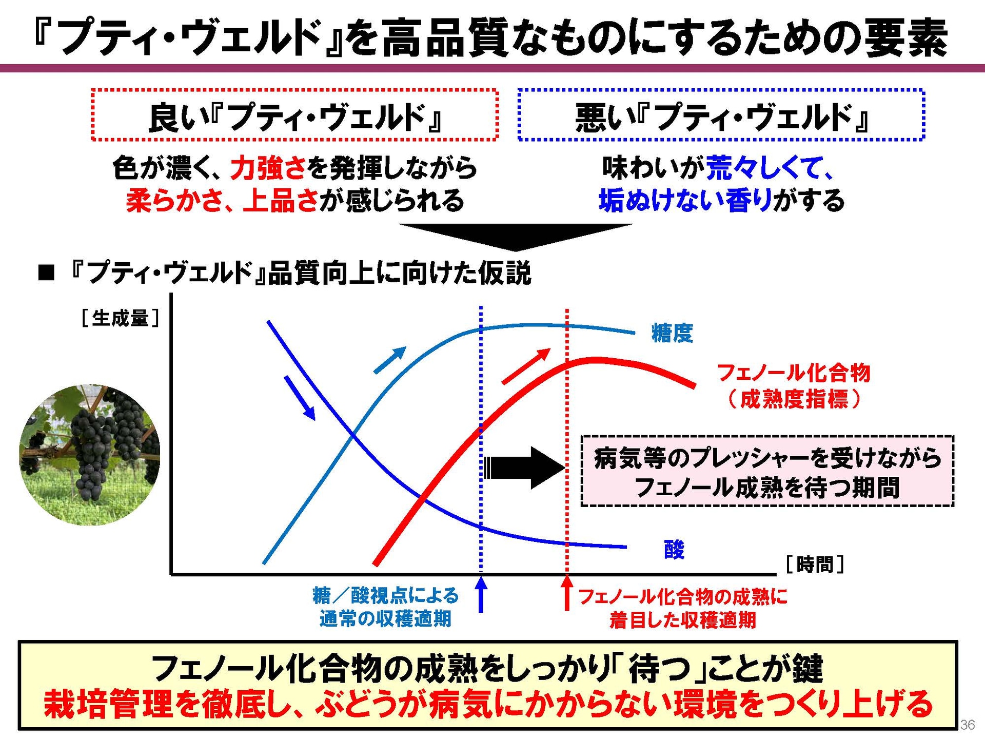 栽培管理を徹底し、フェノール化合物の成熟する時期をしっかり待つことが重要