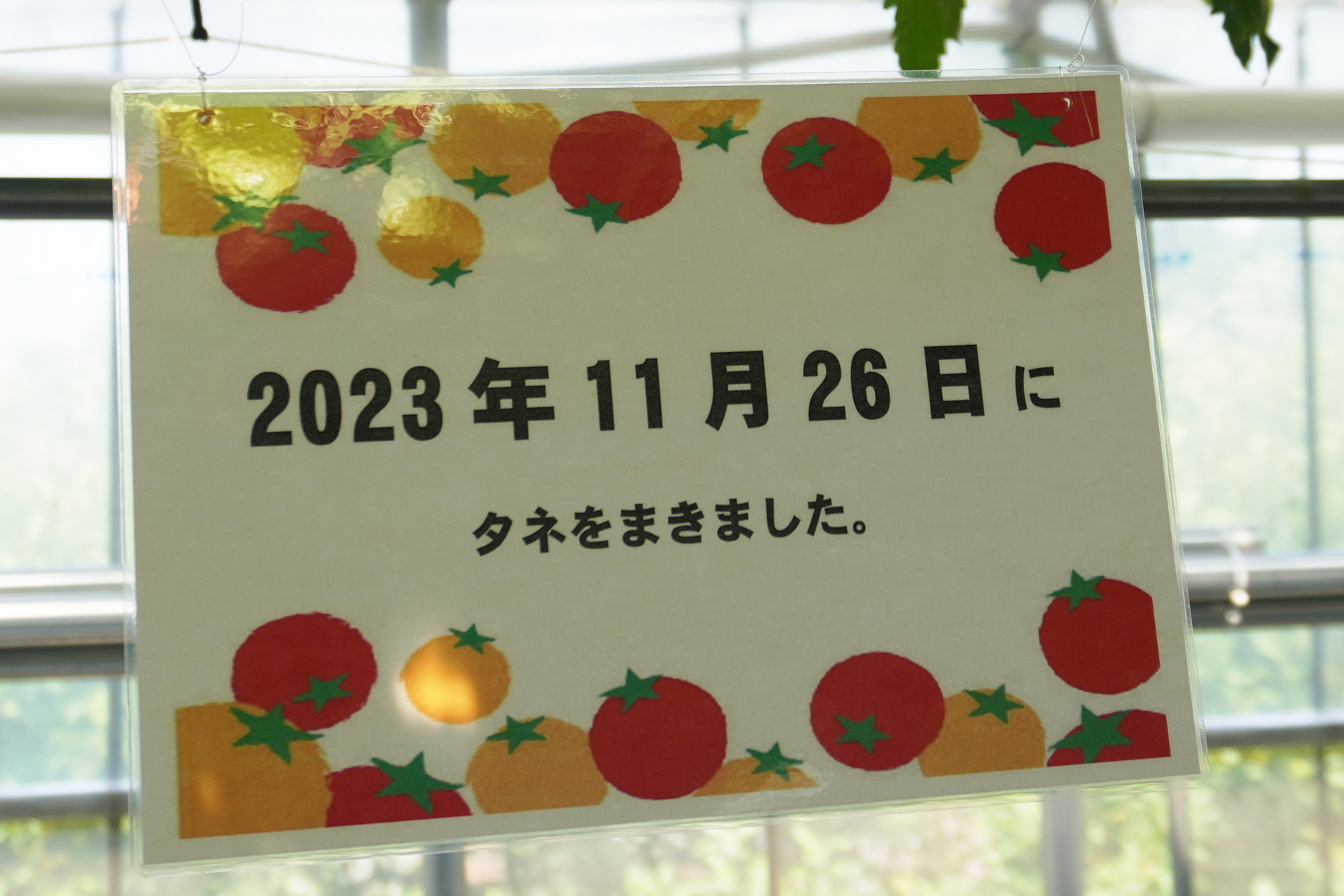 種をまいて234日目