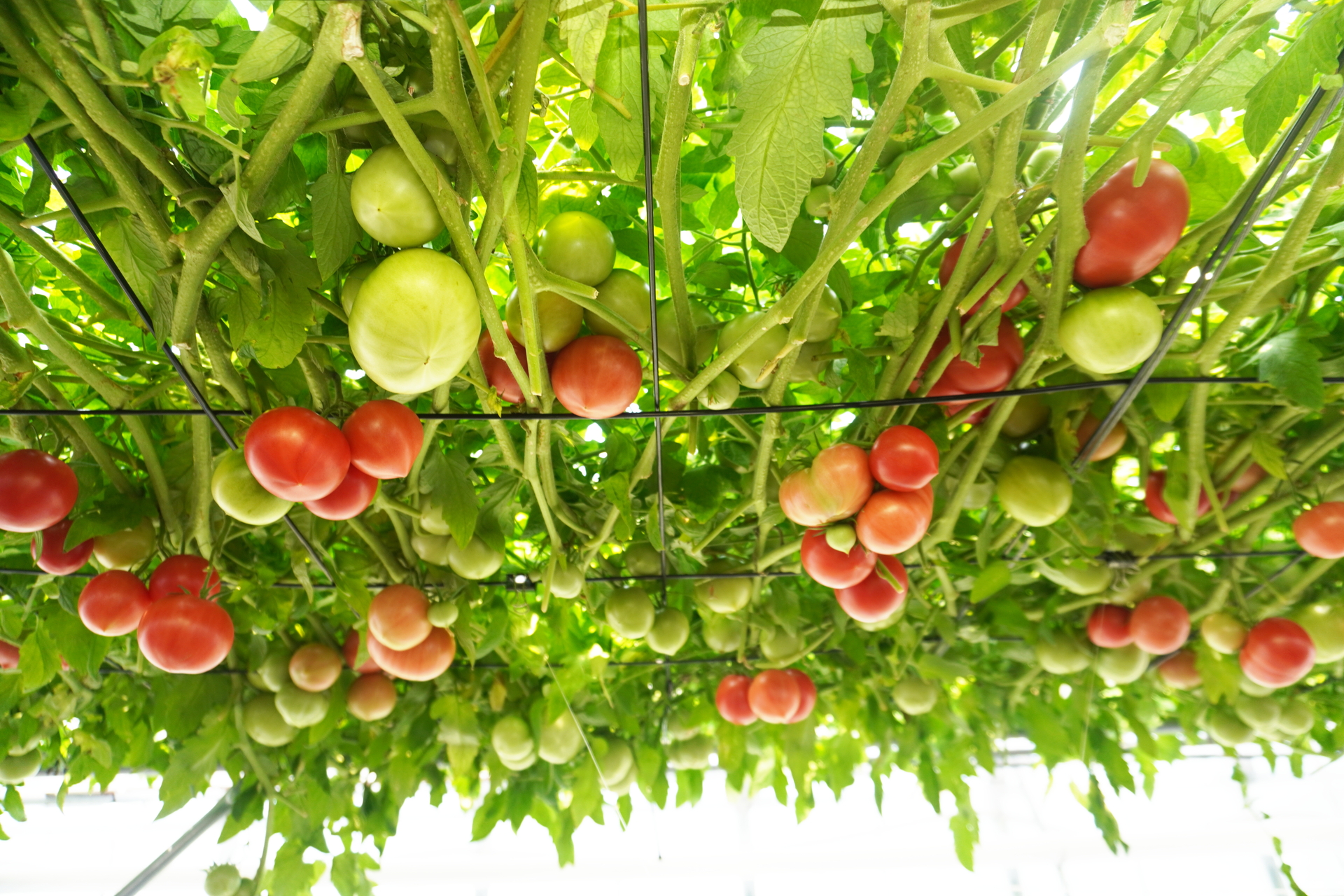 トマトがたわわになっている