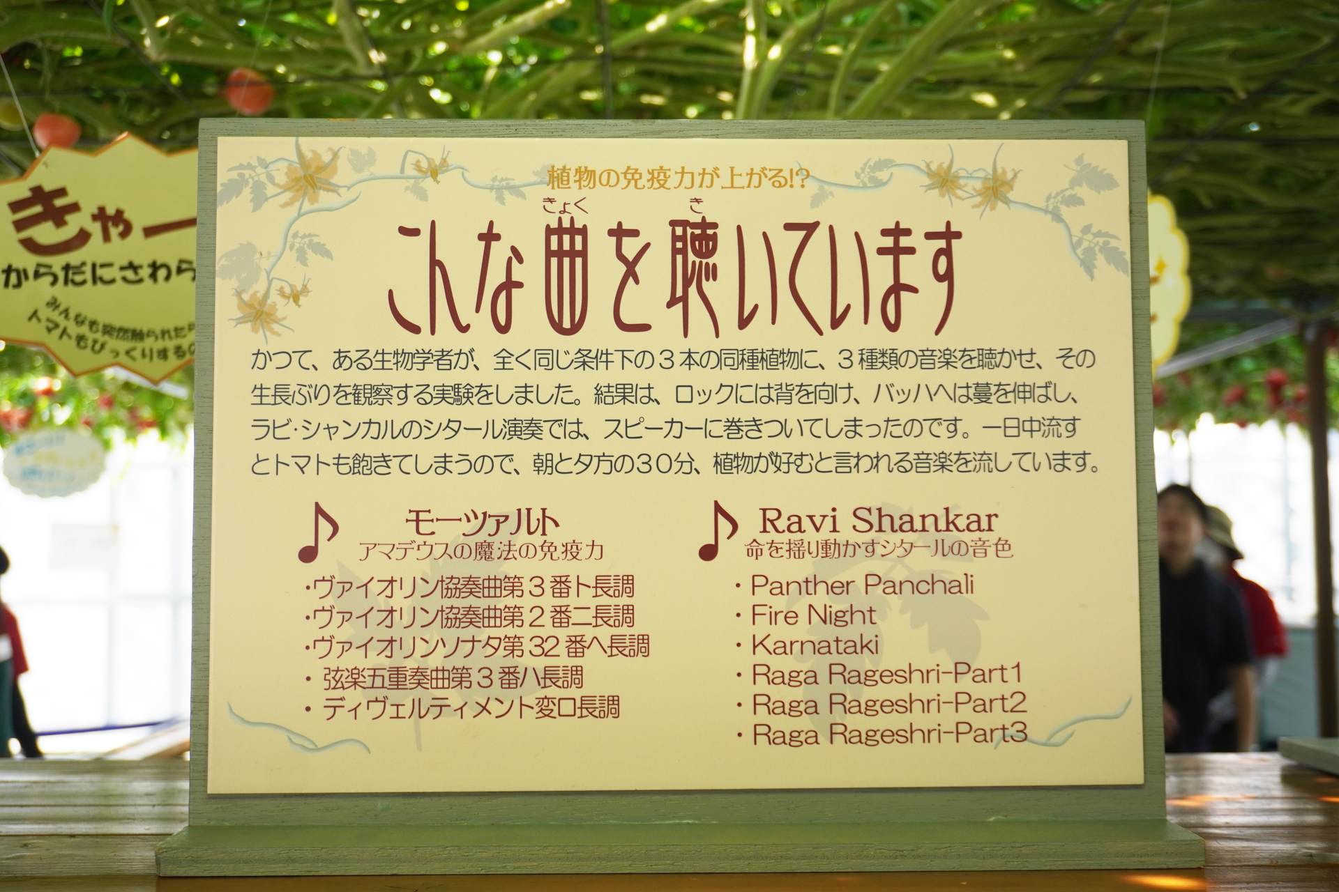トマトにモーツァルトを聴かせて免疫力を上げているという。1日中聴かせていると飽きるので、朝と夕方の30分音楽を流している