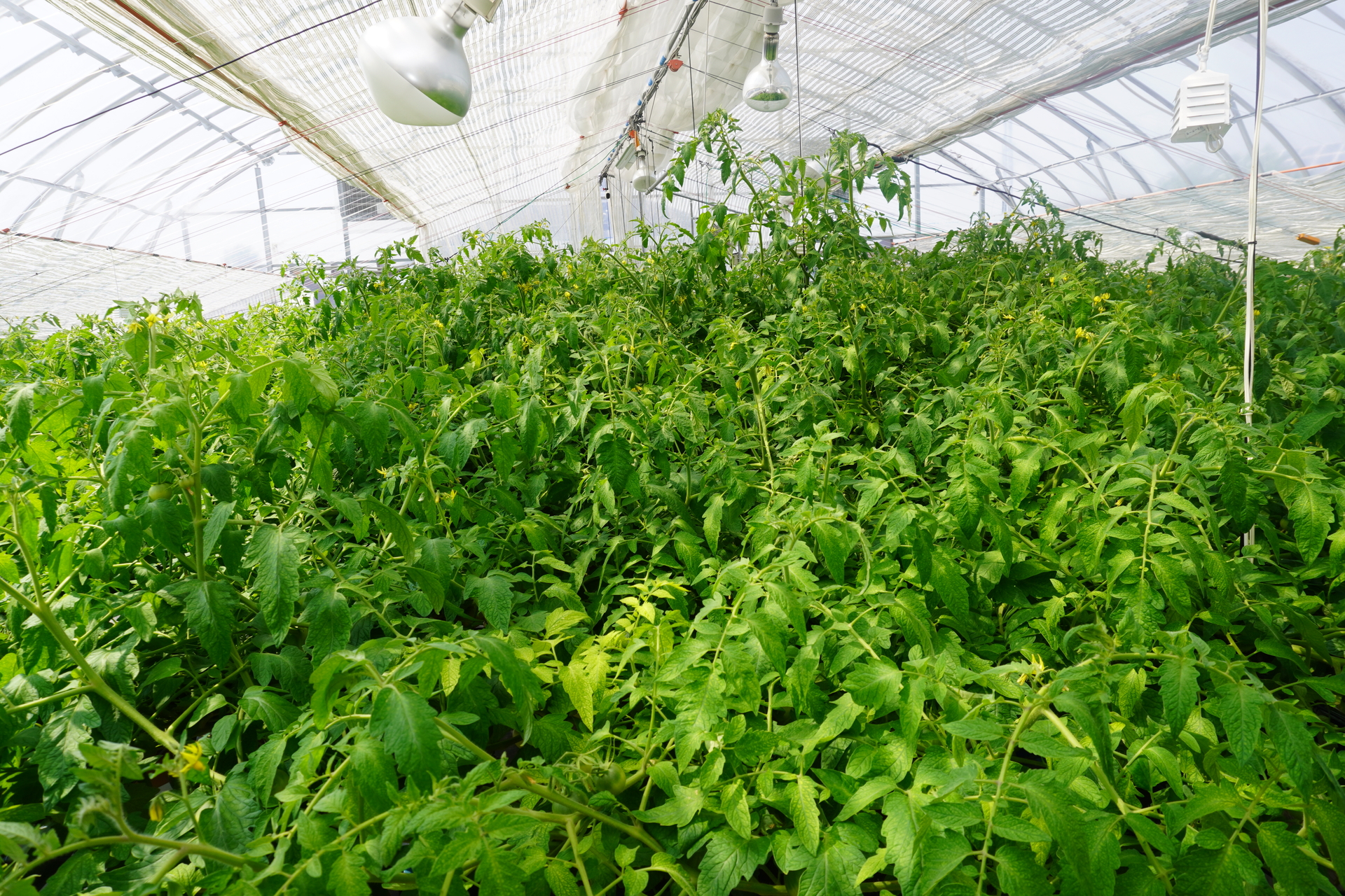 ビニールハウスの上部はわさわさ茂っている