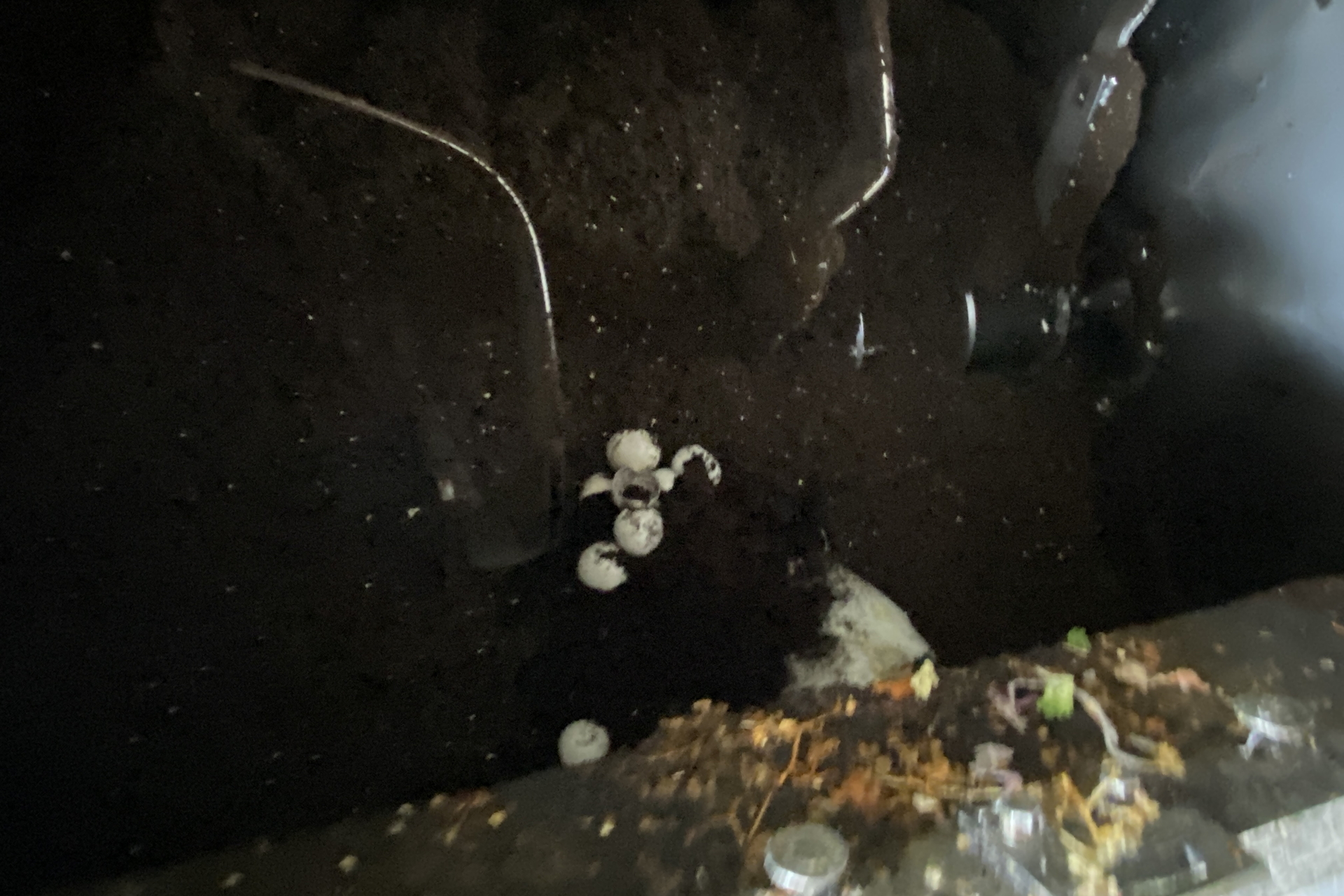 ゼロワンダーの中に入れ、粉砕・乾燥、発酵させる