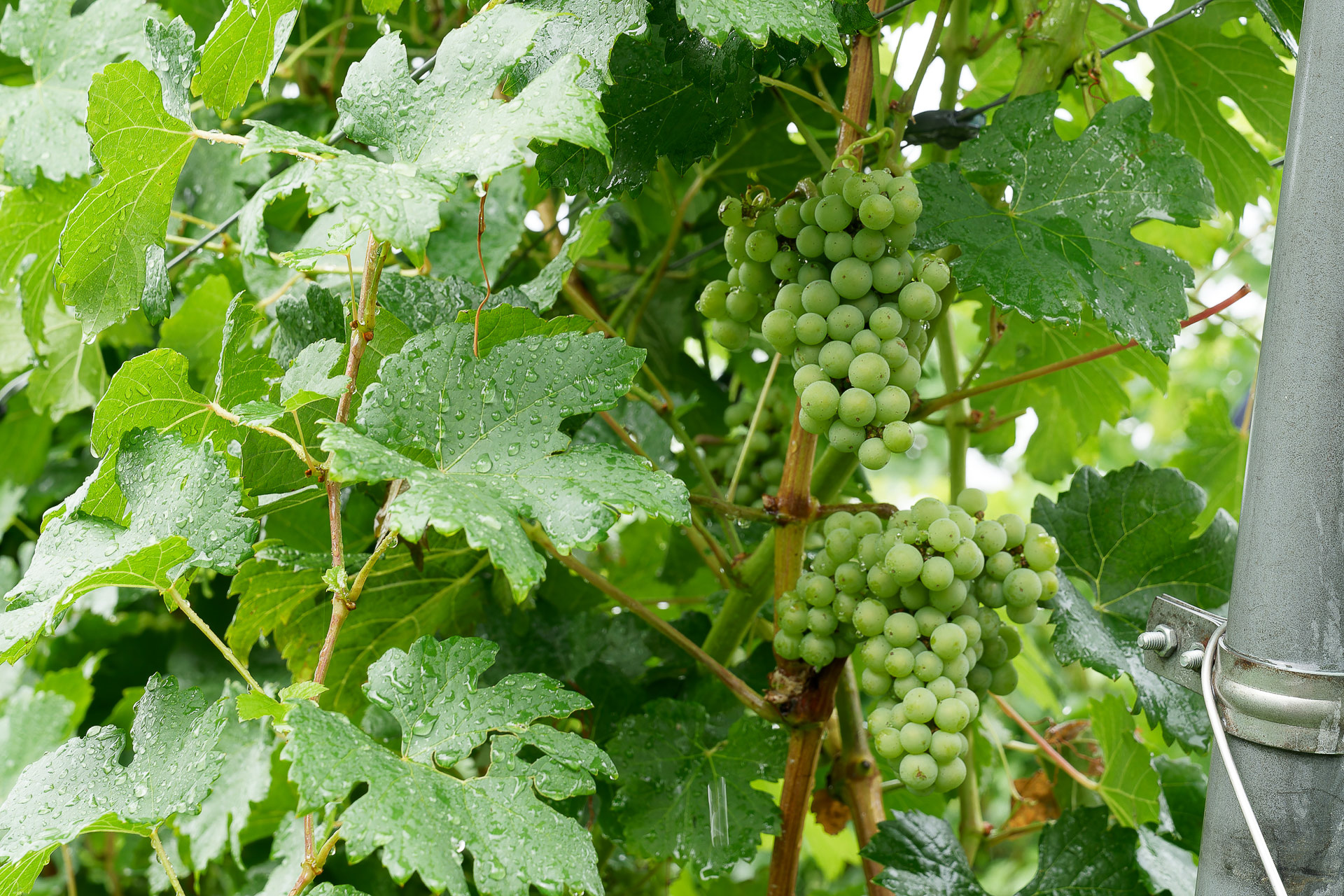 本来なら収穫間近のはずだが、副梢栽培しているぶどうの実はまだ緑色だった