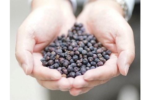 ジンには欠かせないボタニカル、ジュニパーベリー