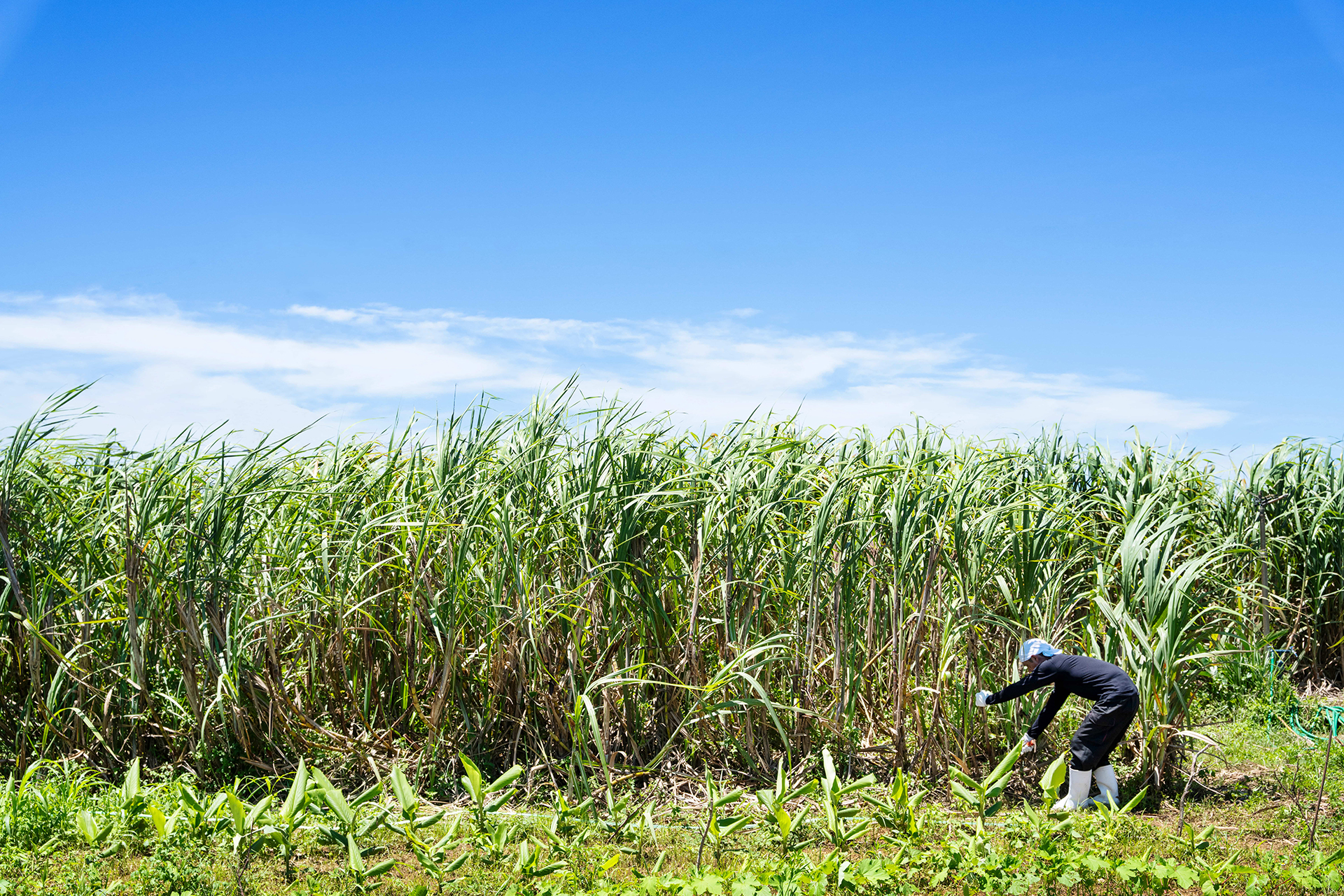 星のや沖縄の周辺に広がるサトウキビ畑。12月～3月にかけて収穫する
