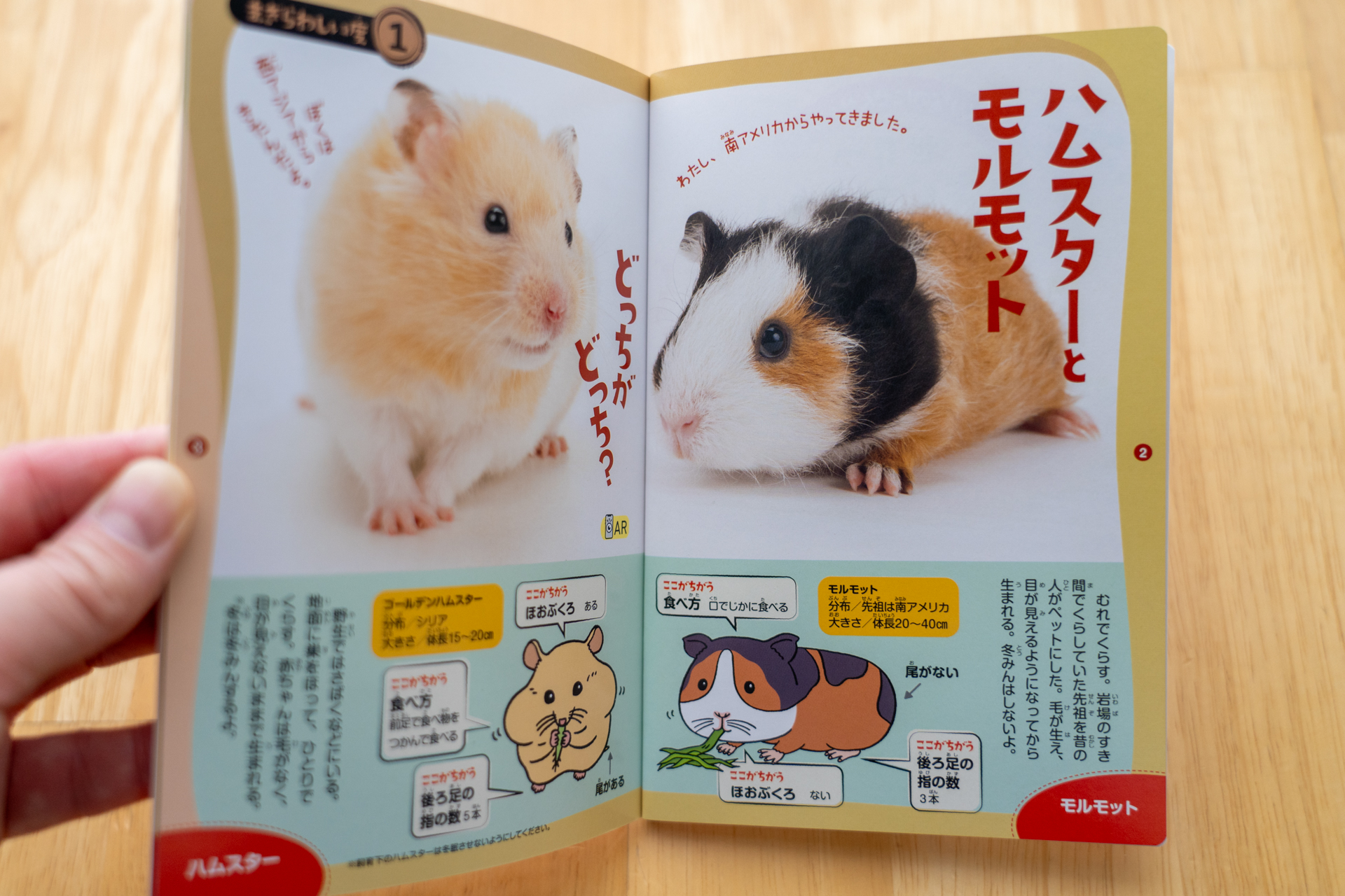 ハムスターとモルモットの“まぎらわしい度”は1