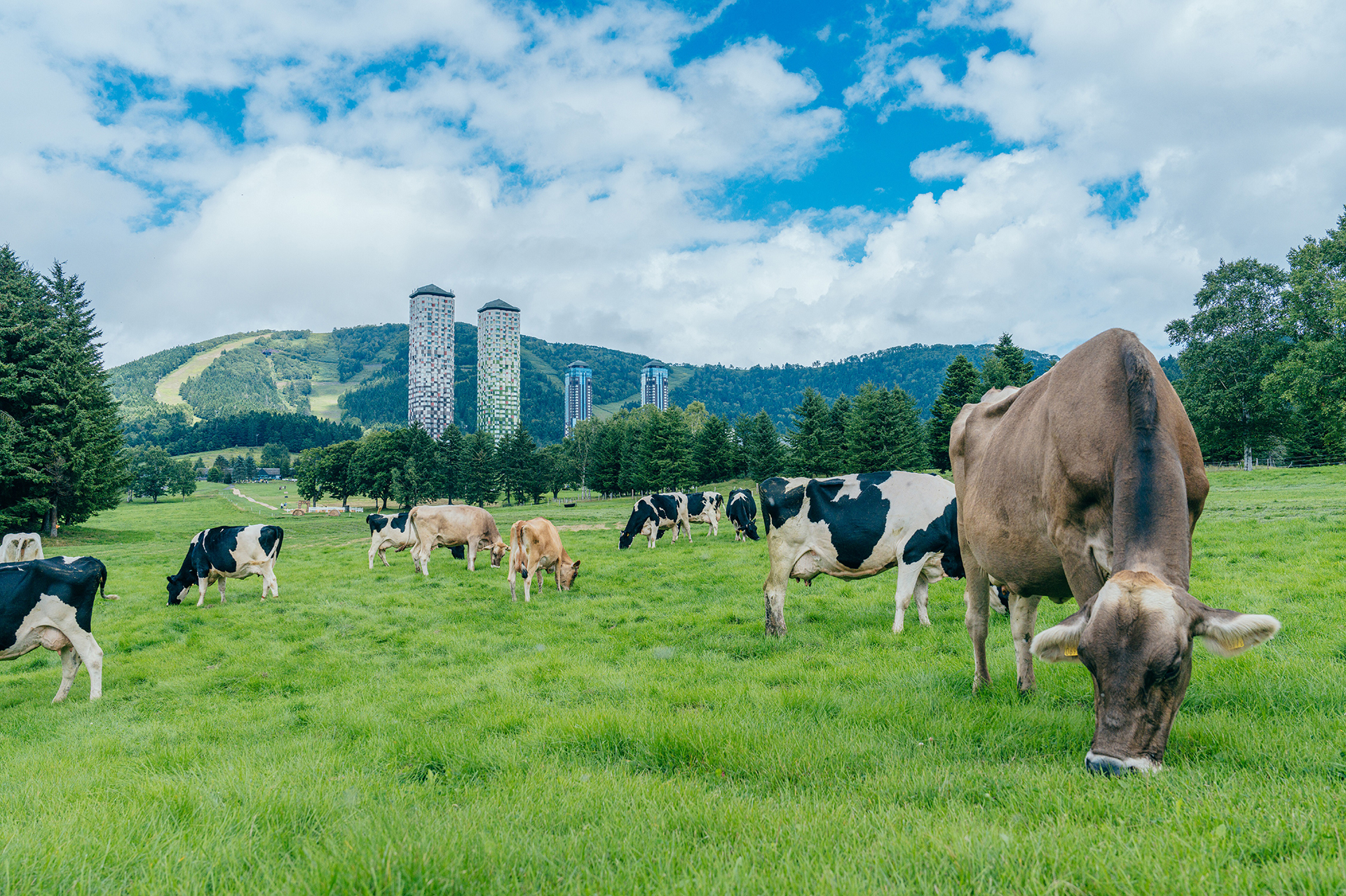 ファーム星野で放牧されている乳牛たち