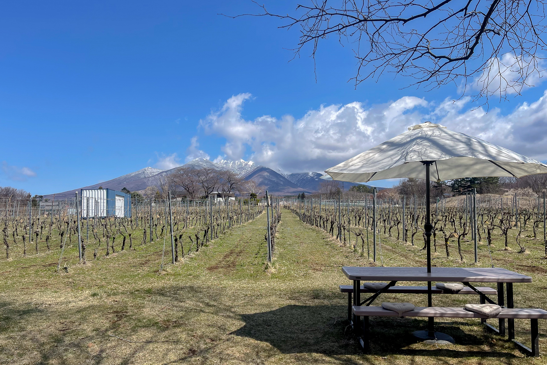 正面に見える八ヶ岳から吹き下りる風がワイン用ぶどうの栽培に欠かせないのだそう