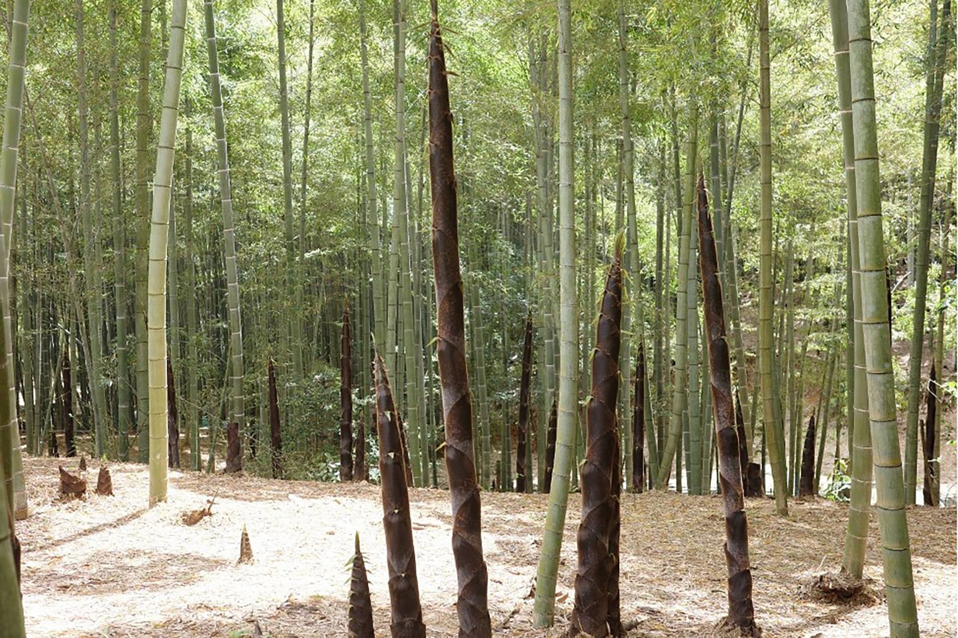 約2メートルの幼竹を収穫