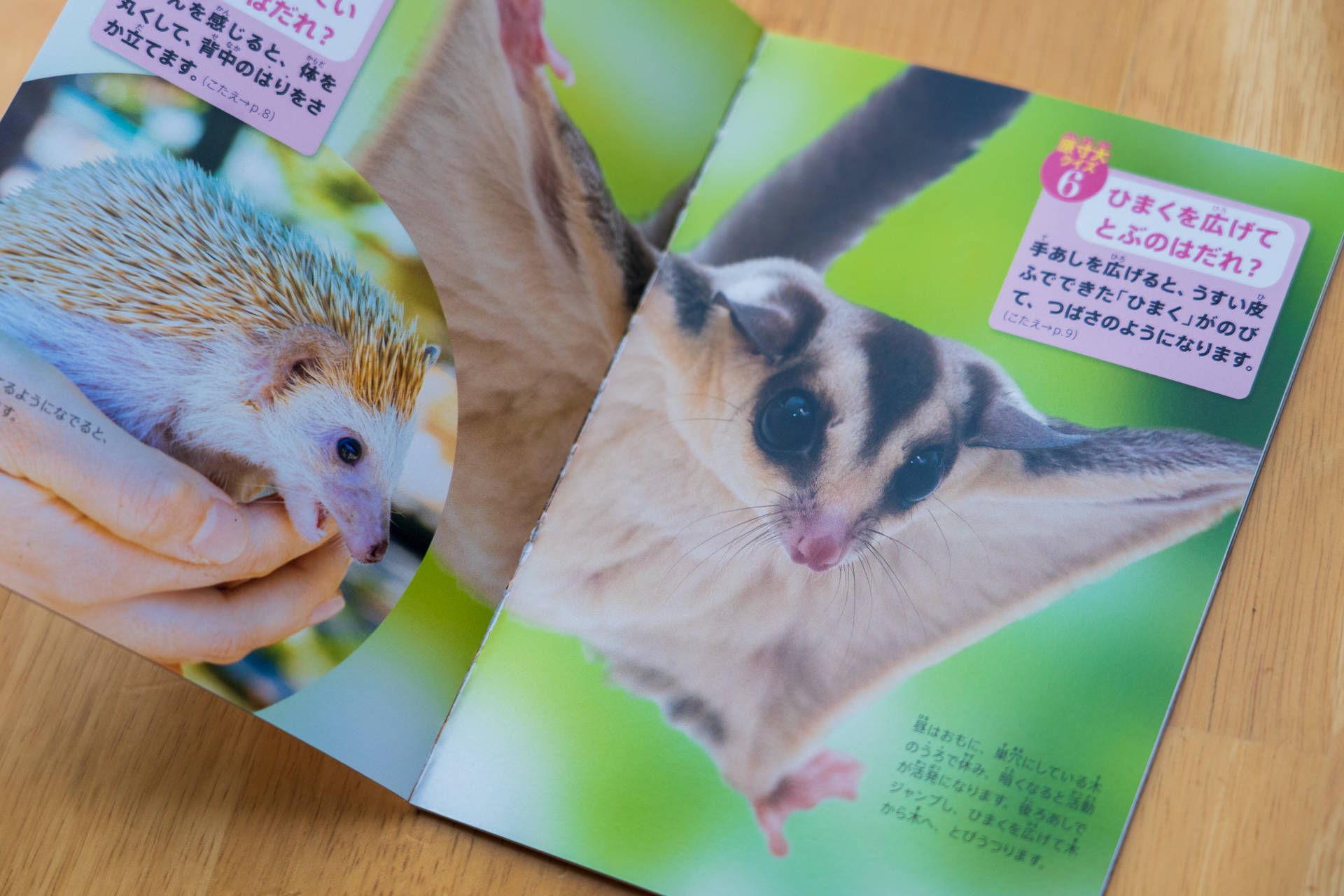 動物たちの大きさを自分の手と比べてみたりできる