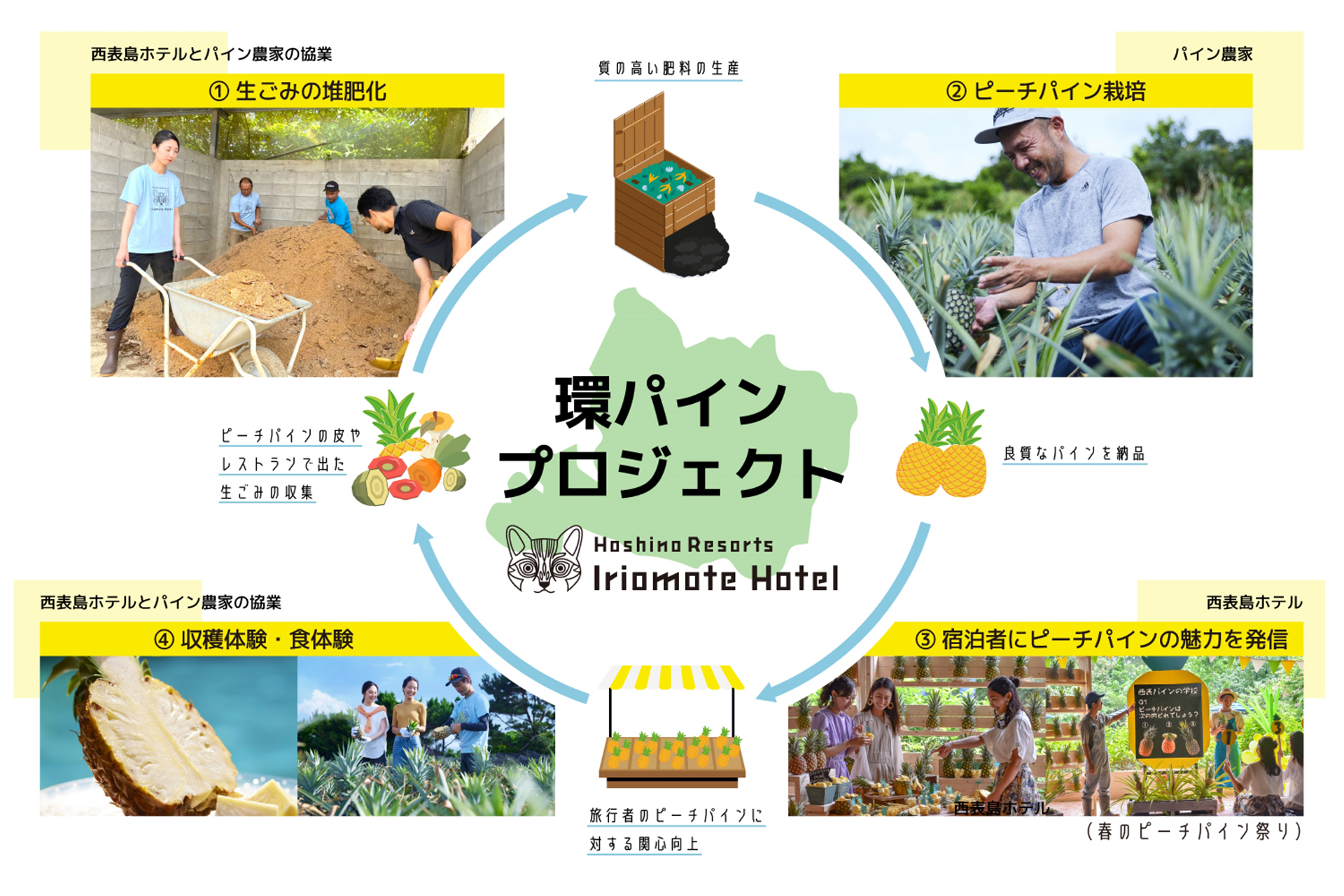 収穫体験もパイン農家と西表島ホテルが協業している「環パインプロジェクト」の一環