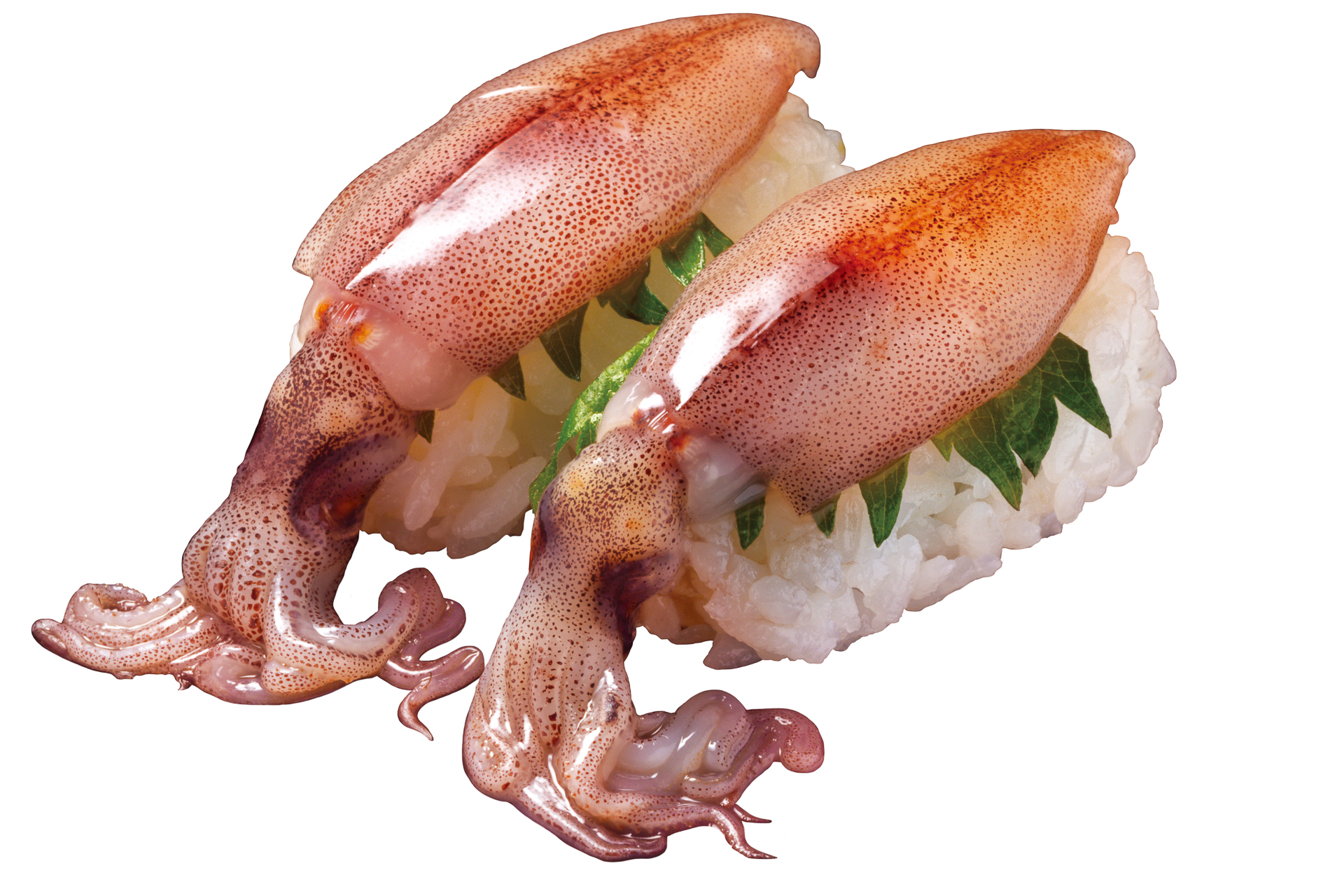 「富山湾産 大振り生ほたるいか」（176円）