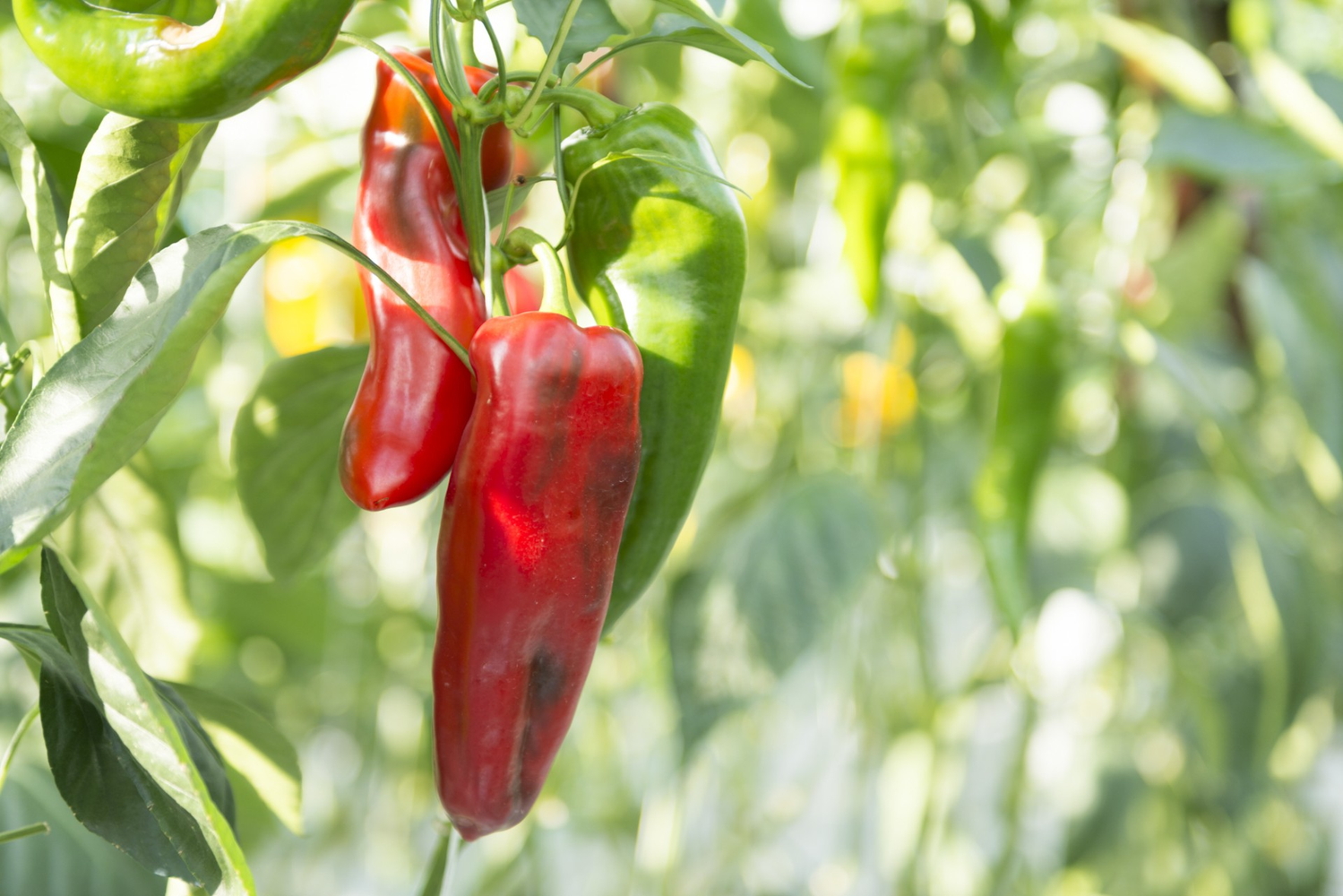 イチゴ並みの糖度が特徴のプリンセスパプリカ