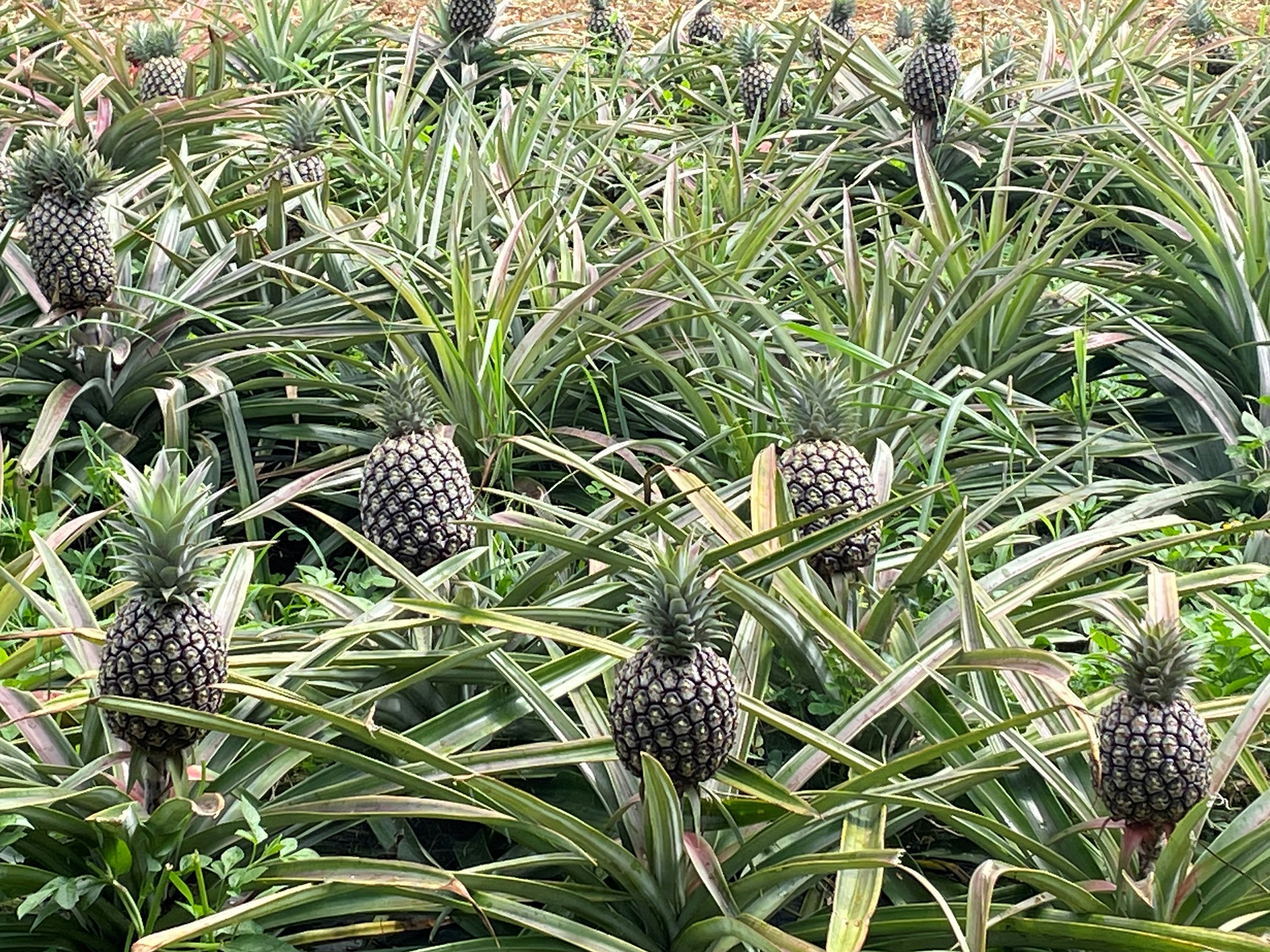 “やんばる”と呼ばれる沖縄県北部で栽培されている高級品種「ゴールドバレル」