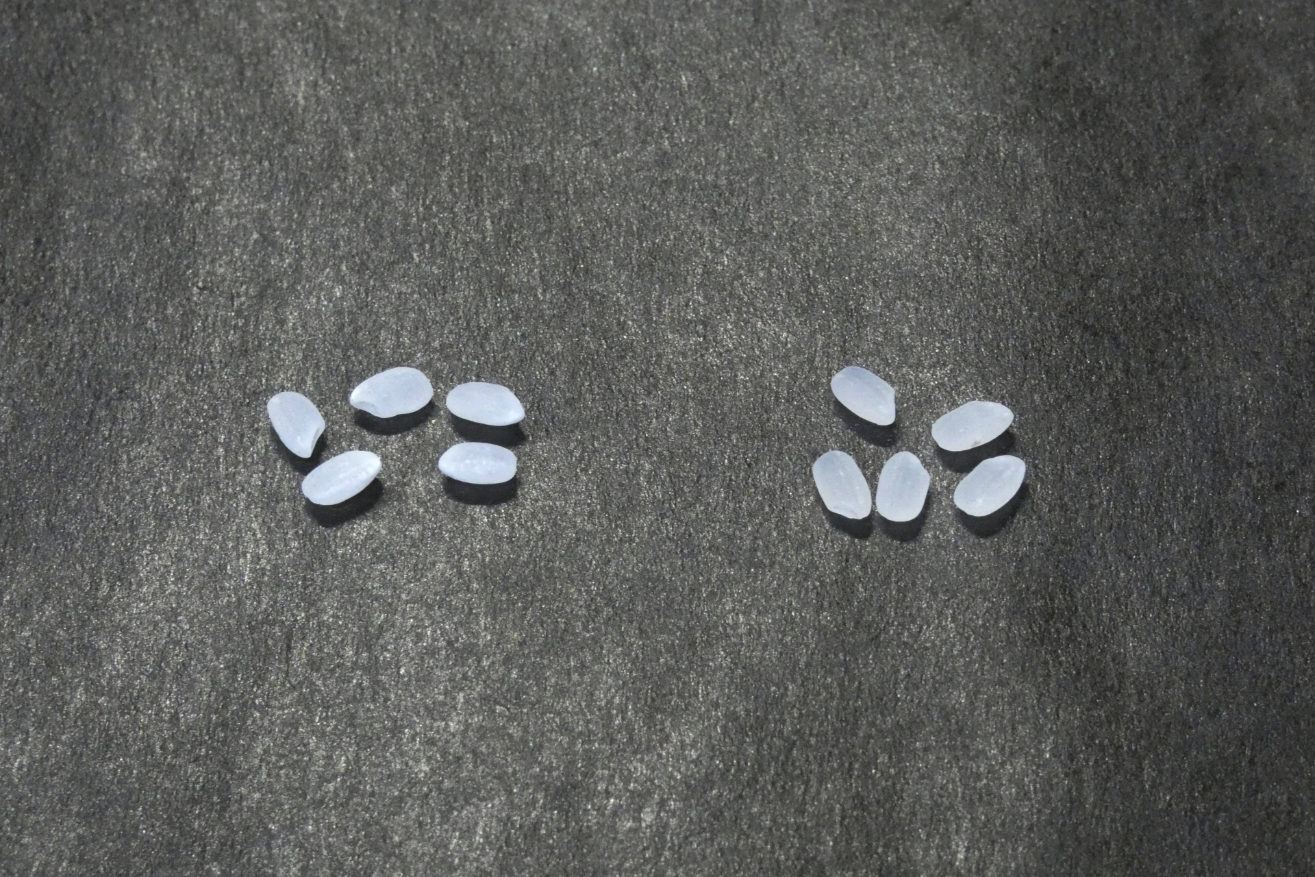 左が前回のコシヒカリ、右が今回の政府備蓄米