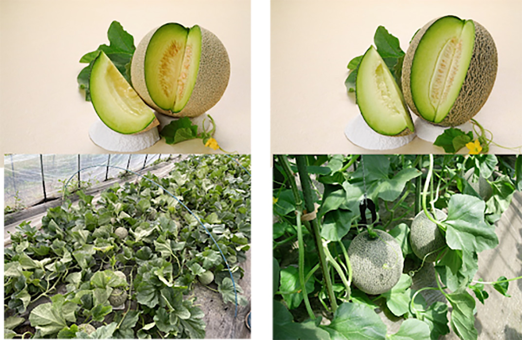 アンデスメロン（左）、肥後グリーン（右）