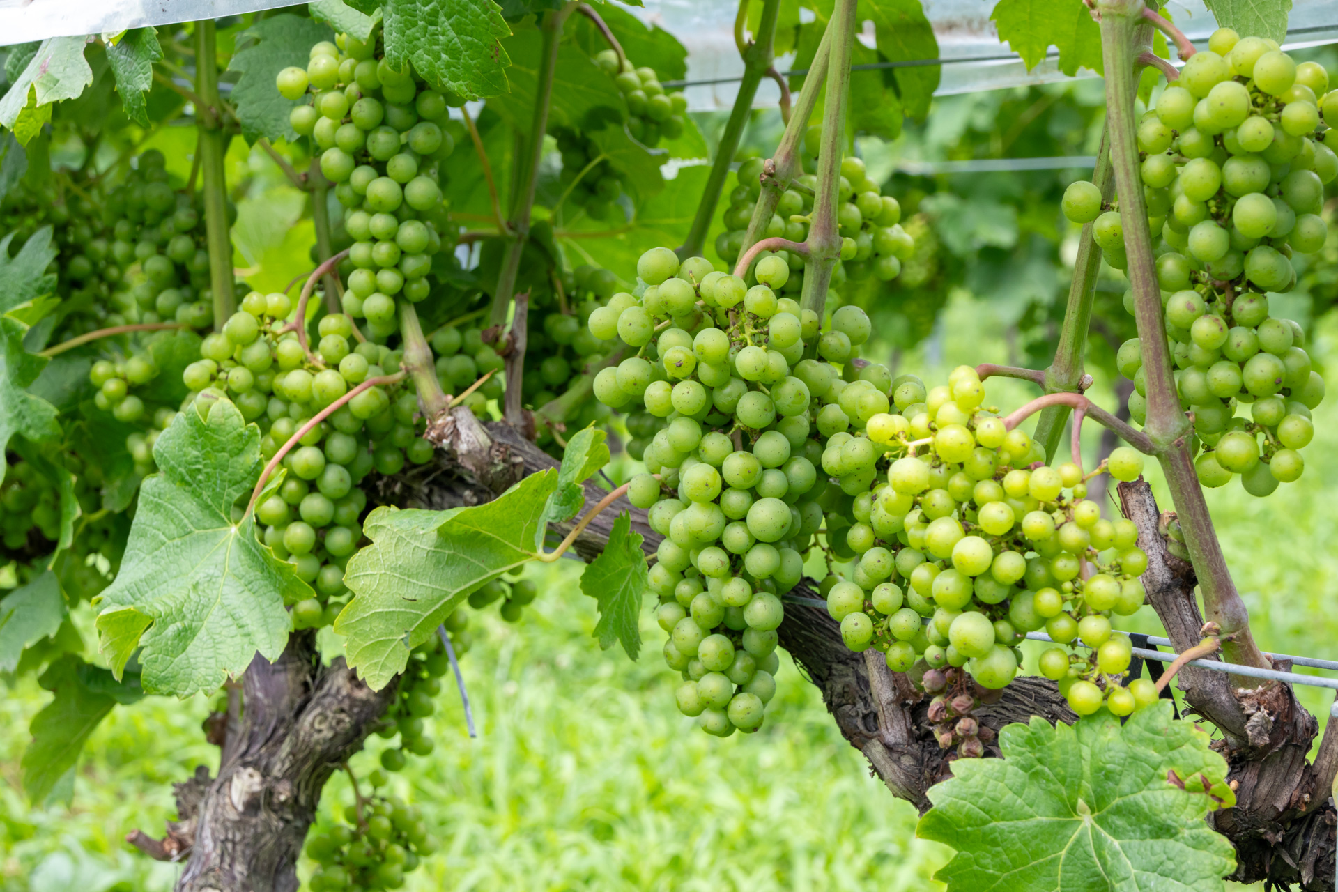 艶やかに実った果実が美しい葡萄畑