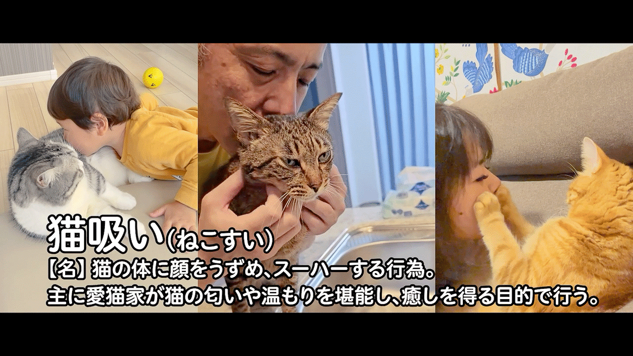 猫吸いで最も人気がある部位のランキングを発表