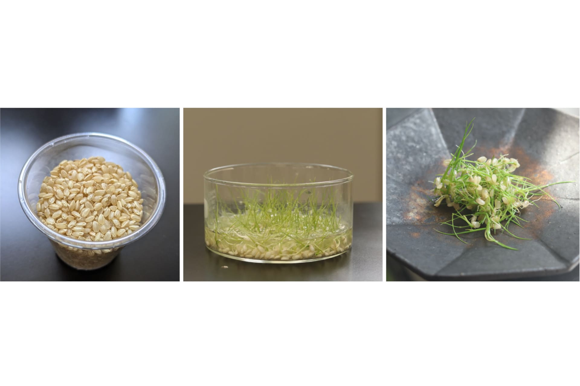 左から「玄米」「発芽した玄米スプラウト」「玄米スプラウト」