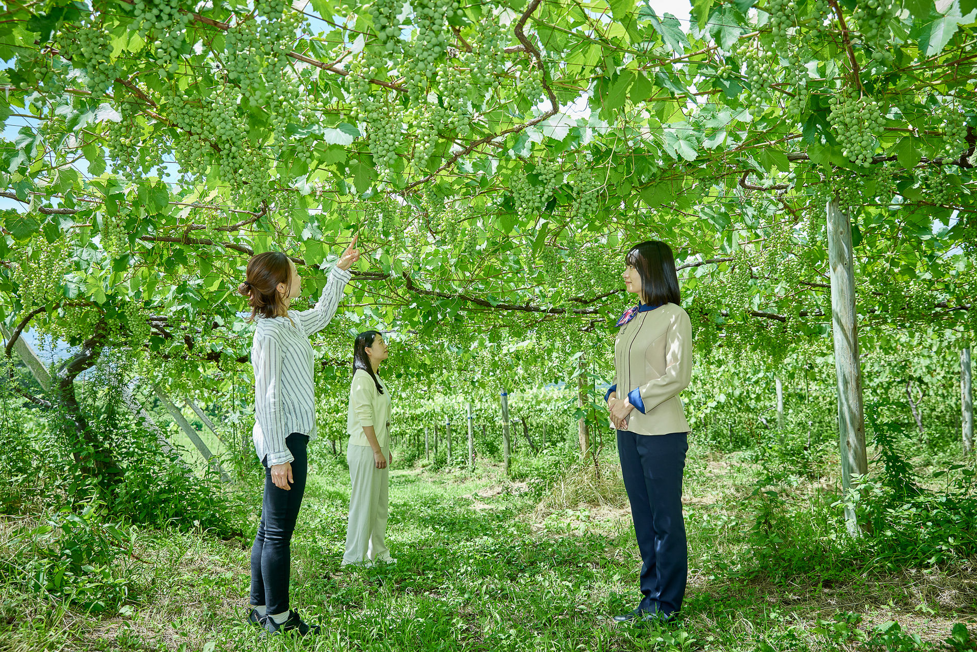 左はワイン用ぶどうの栽培では一般的な垣根仕立て、右は甲州で多く採用されている棚仕立て（写真提供：サントリー）