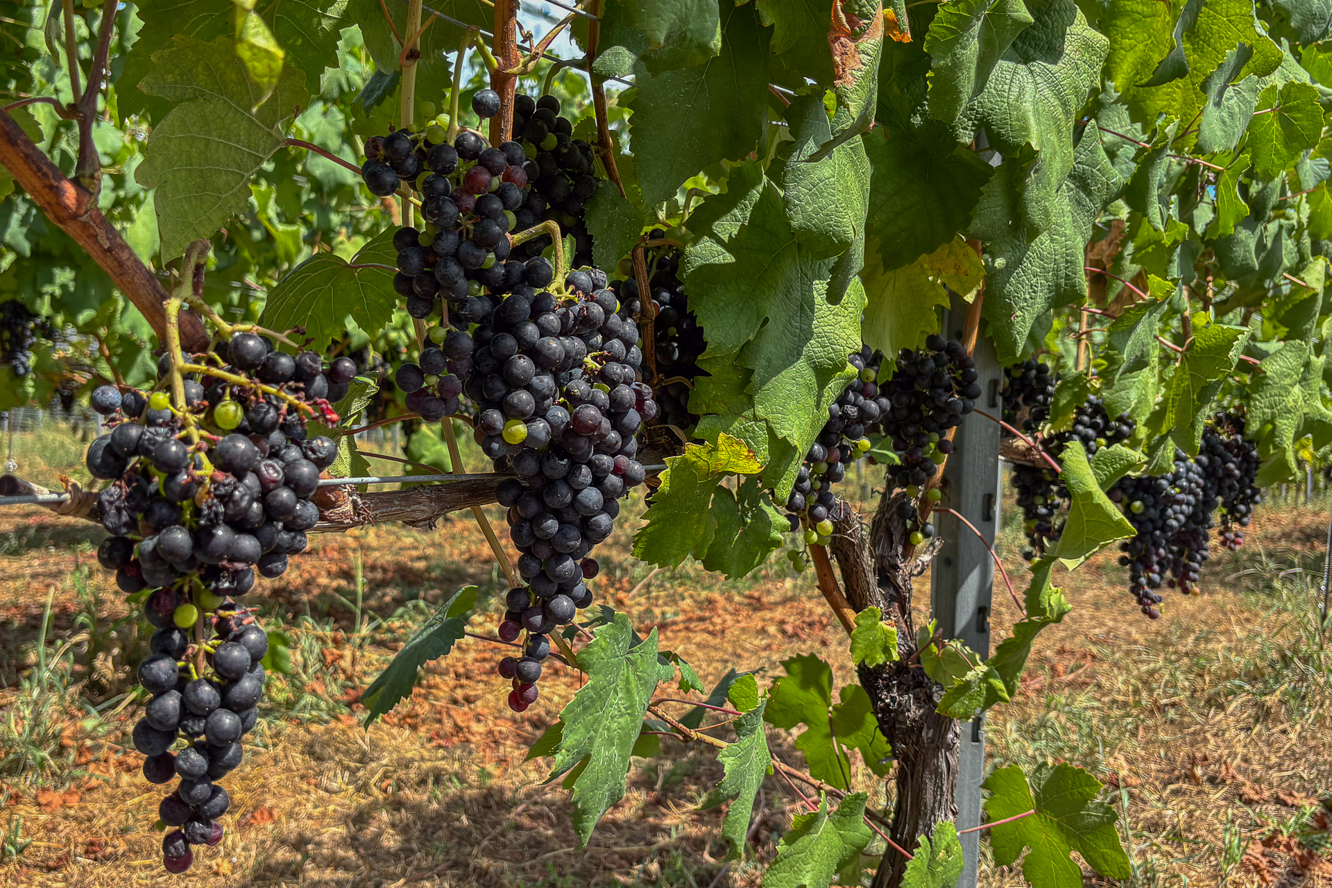 「サントリー登美の丘ワイナリー」はぶどうを育てるところから、醸造、瓶詰め、熟成、販売まで一貫したワインづくりをしている