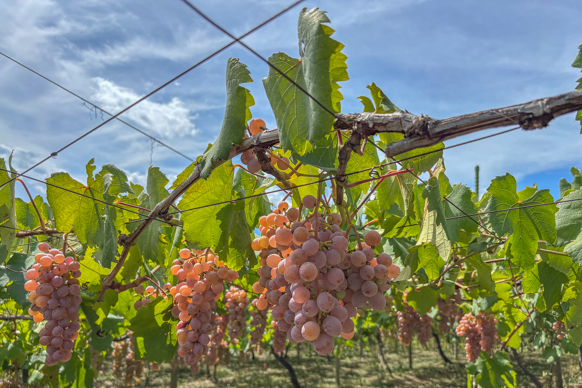 棚仕立てで栽培される甲州は、薄い藤紫色の果皮が特徴