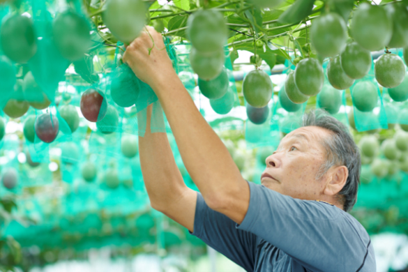 使用規程に従い一定の栽培・出荷条件を満たした生産者のみが出荷できる「三宅島パッションフルーツ とろぴか丸」