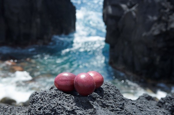 使用規程に従い一定の栽培・出荷条件を満たした生産者のみが出荷できる「三宅島パッションフルーツ とろぴか丸」