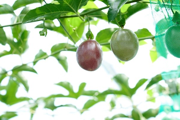 使用規程に従い一定の栽培・出荷条件を満たした生産者のみが出荷できる「三宅島パッションフルーツ とろぴか丸」