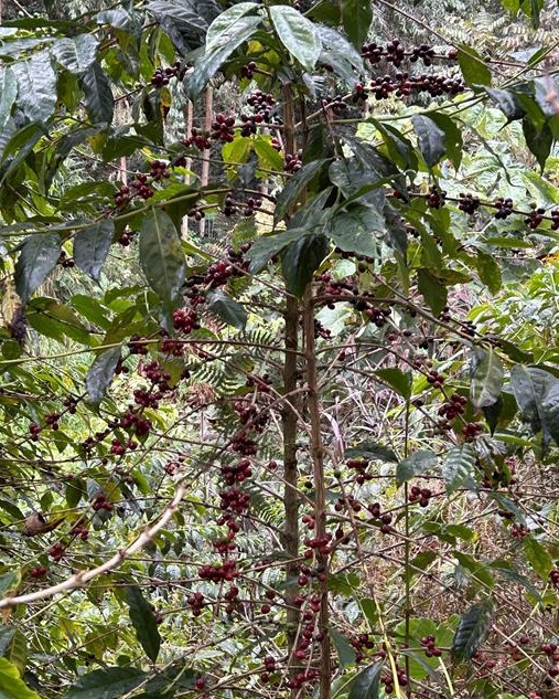 コーヒーチェリー（ティピカ種）